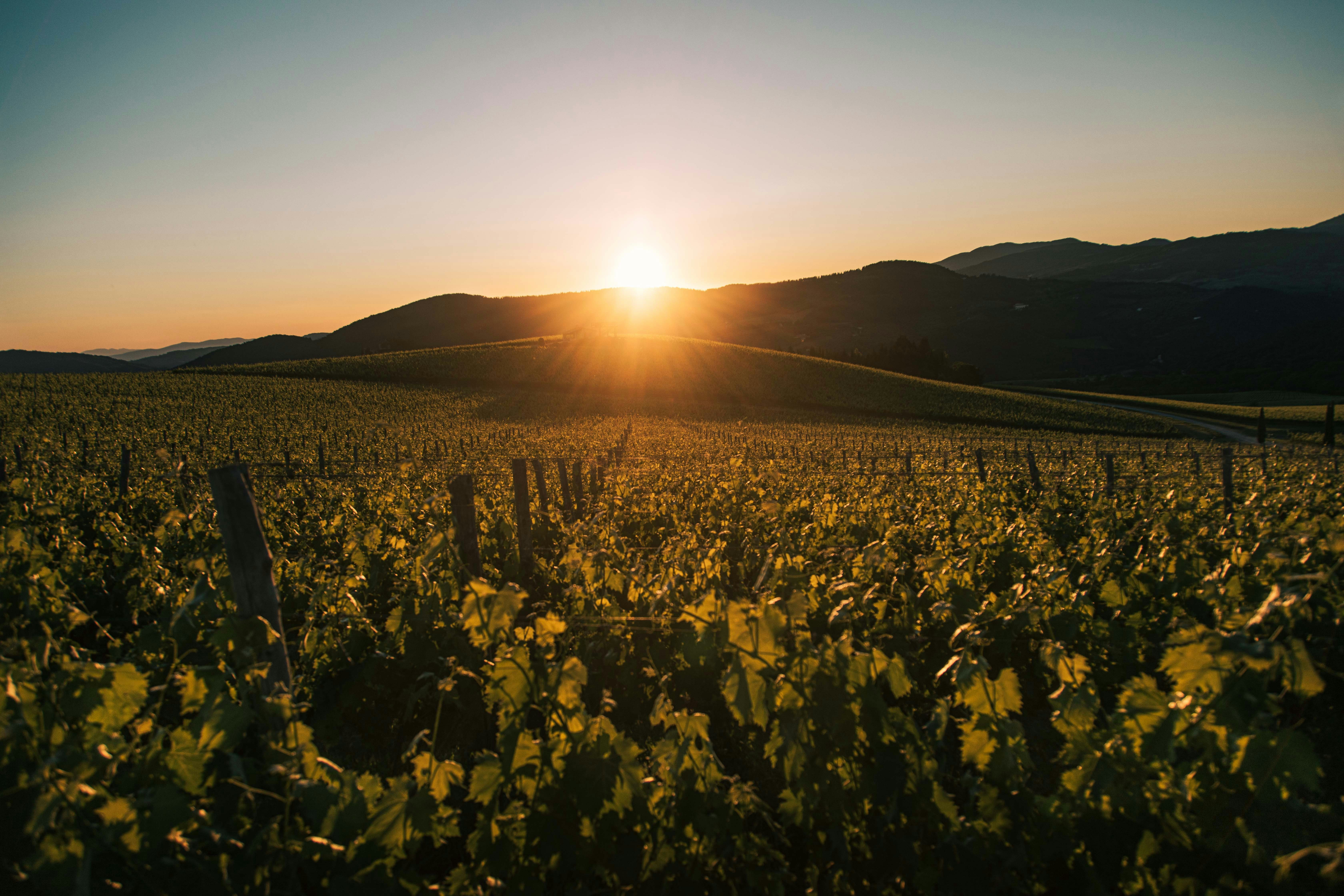 yellow flower field during sunset